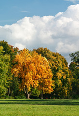 Autumn landscape with a golden oak
