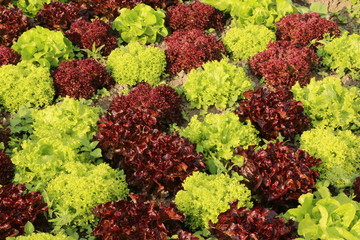 Organic salads in the vegetable garden, Bio-Salatsorten im Gemüsegarten