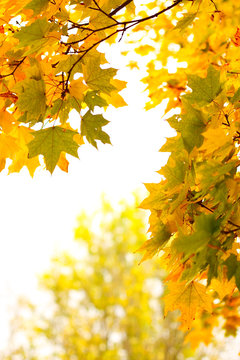 Autumn maple leafs on a white background