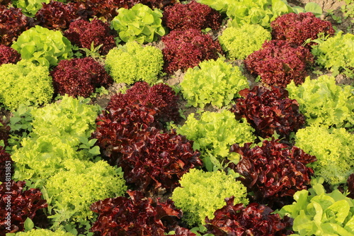 salads in the vegetable garden, BioSalatsorten im