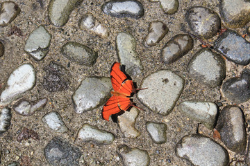 Mariposa sobre piso de piedra