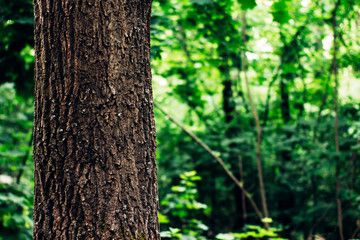 Large Fat Trunk of a beautiful tree closeup