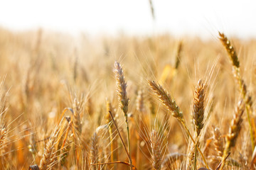 Fototapeta premium Ripening spikelets of wheat field in the bright sunlight