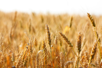 Fototapeta premium Ripening ears of wheat field