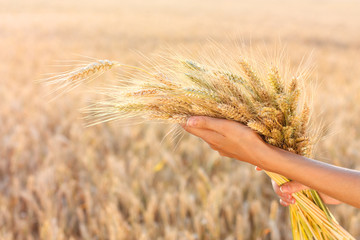 Ripe ears wheat in woman hands in a wheat field