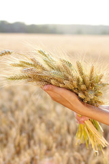 Ripe ears wheat in woman hands