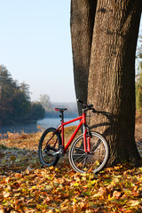 Red bike standing near a trunk large tree
