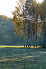 Beautiful Morning Landscape with birch trees and bright sunshine
