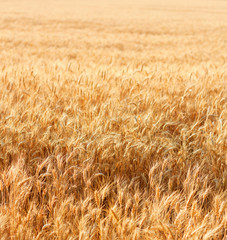 Wheat field with fully ripe wheat