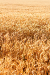 Wheat field with fully ripe wheat