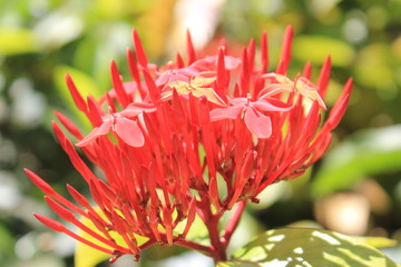 Jardín con flores rojas