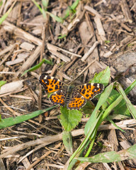 Sping form of Map butterfly or Araschnia levana close-up in grass, selective focus, shallow DOF
