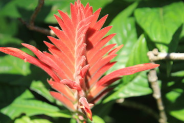 Jardín con flores rojas