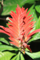 Jardín con flores rojas