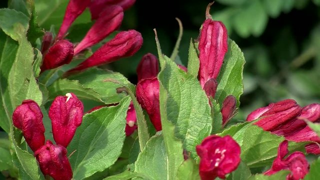 Bl&uuml;ten eines Weigelienstrauches bewegen sich im Wind