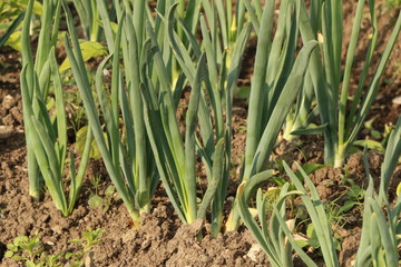 Fototapeta premium Onion cultivation in vegetable garden, Zwiebelanbau im Gemüsegarten