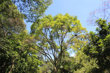 Bosque de follaje verde