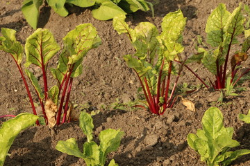 Vegetable garden, chard, Mangoldpflanzen in einem Gemüsegarten