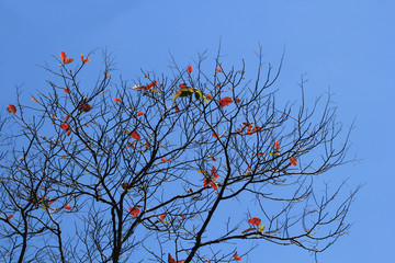 Ramas secas con firmamento azul