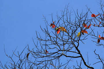 Ramas secas con firmamento azul