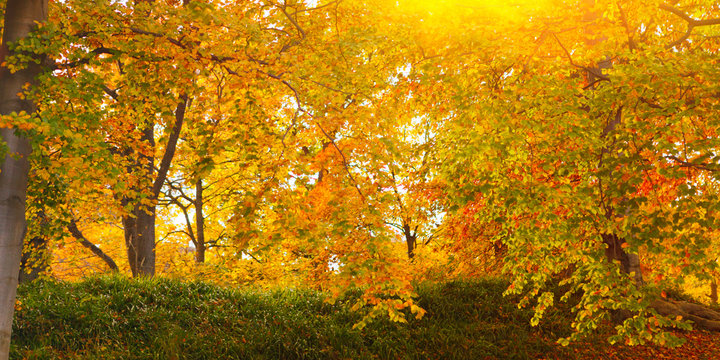 autumnal background