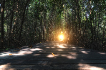Obraz premium Path in Mangrove forest with sunlight at tree tunnel in Thailand.