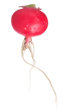 red ripe single isolated radish