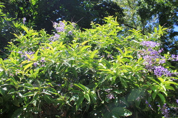 Jardín con flores moradas