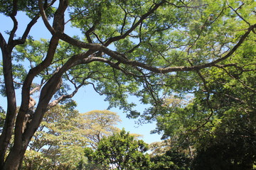 Bosque con firmamento azul