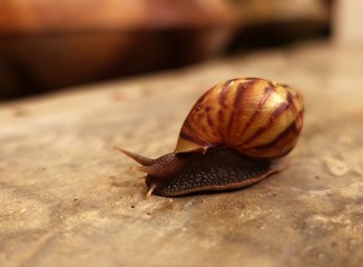 Snail
