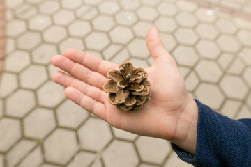 Cedar cone in children's palms. Protection pirogens