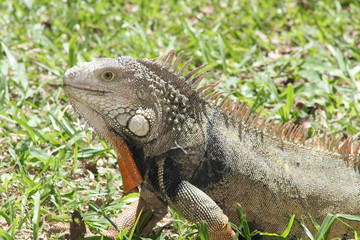 Iguana caminando en el bosque