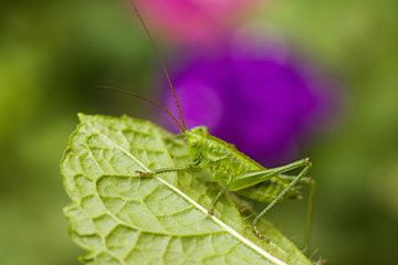 Green grasshopper on a leaf