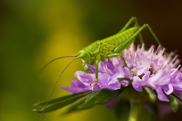 Green grasshopper on a purple flower