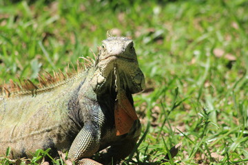 Obraz premium Iguana caminando en el bosque