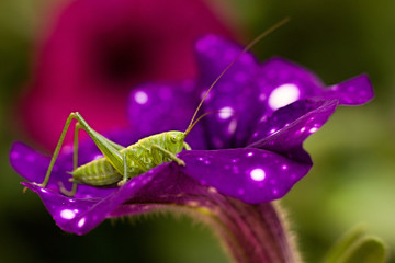 Green grasshopper on a purple flower