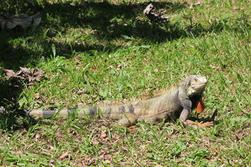 Iguana caminando sobre el césped