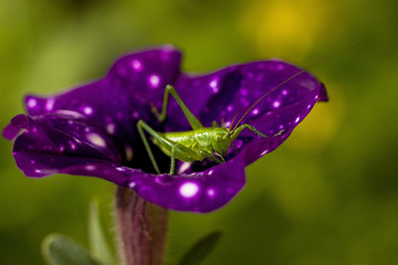 Green grasshopper on a purple flower