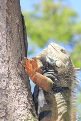 Iguana trepando un árbol