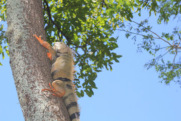 Iguana trepando un árbol