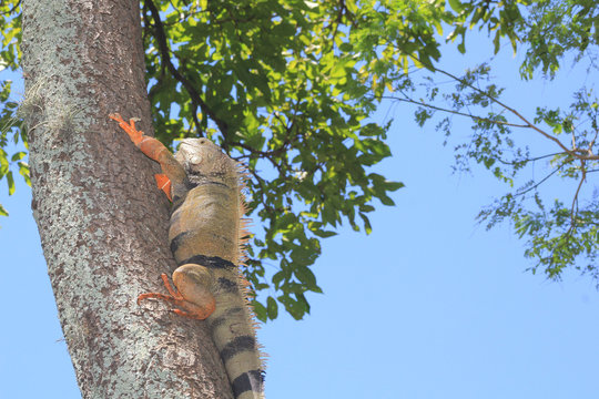 Iguana trepando un &aacute;rbol