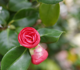 detail of camelia flower in a meadow