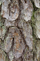 Rough Bark