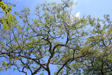Bosque con firmamento azul