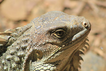 Cabeza de una iguana