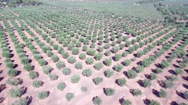 Olive trees - Aerial view 4k