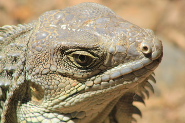 Cabeza de iguana