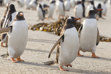 Obraz premium Three penguin buddies.