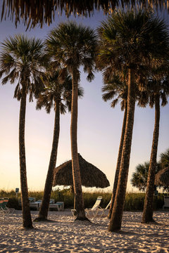 Palms trees at sunset on Siesta Key beach in Florida