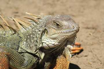Cabeza de iguana